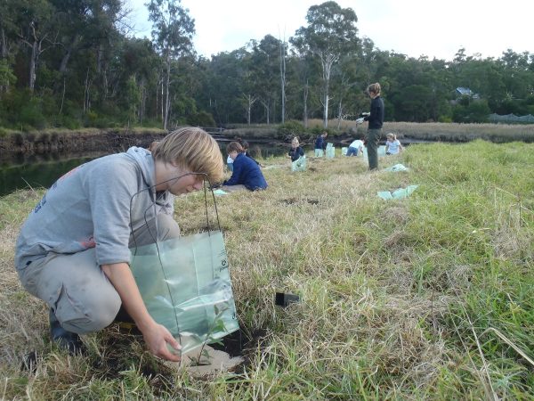 Crossing Landcare habitat connection project on the Bermagui River 2011
